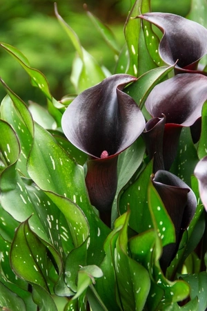 Calla Arabian Night | 200 pcs