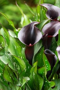 Calla Arabian Night | 25 pcs