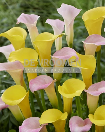 Calla Buttercream Blush NEW | Capper 18 x 3