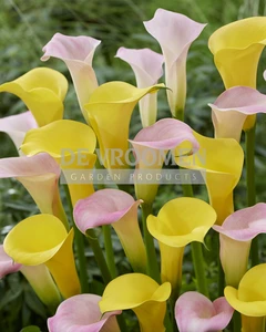 Calla Buttercream Blush NEW | Capper 18 x 3