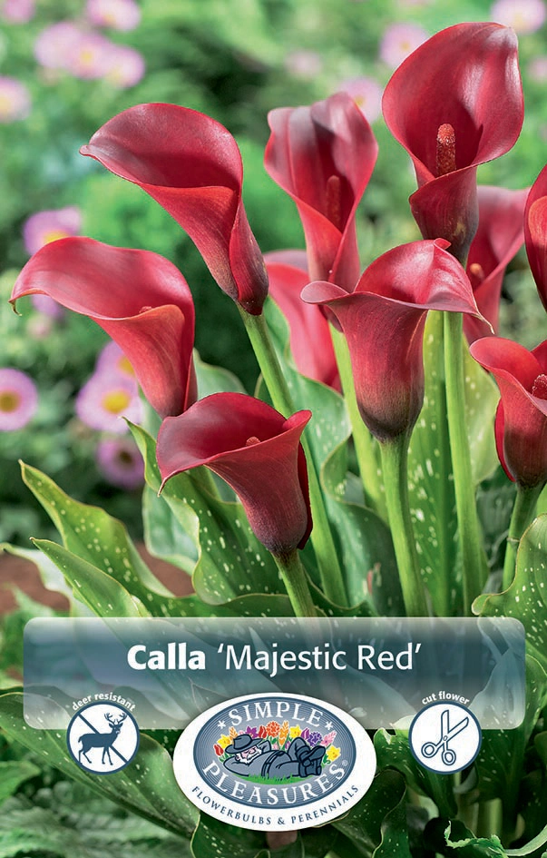 Calla Majestic Red | 15 pcs - De Vroomen US