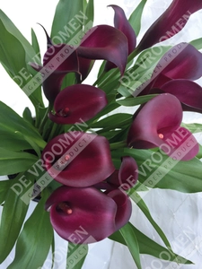 Calla Night Club | 200 pcs