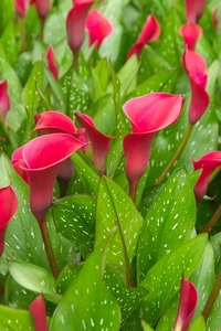 Calla Red Symphony | 200 pcs