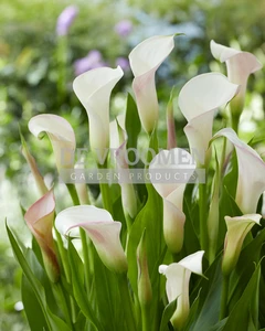 Calla Strawberry Blush | Capper 15 x 1