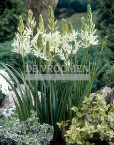 Camassia Alba | 25 pce