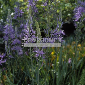 Camassia Caerulea | 25 pce