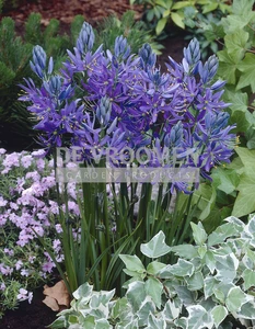 Camassia Quamash | 100 pce