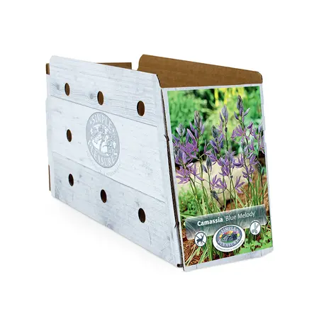 Camassia Quamash Blue Melody | Cappers 6 x 15 - image 2