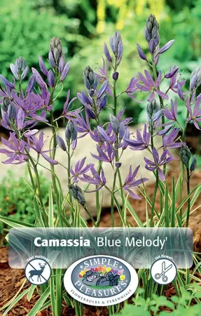 Camassia Quamash Blue Melody | Cappers 6 x 15 - image 1