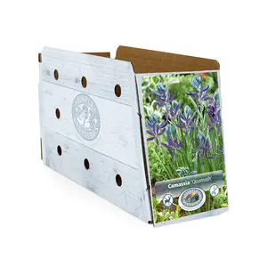 Camassia Quamash | Cappers 10 x 15 - image 2