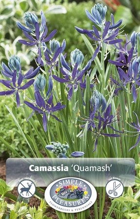 Camassia Quamash | Cappers 10 x 15 - image 4