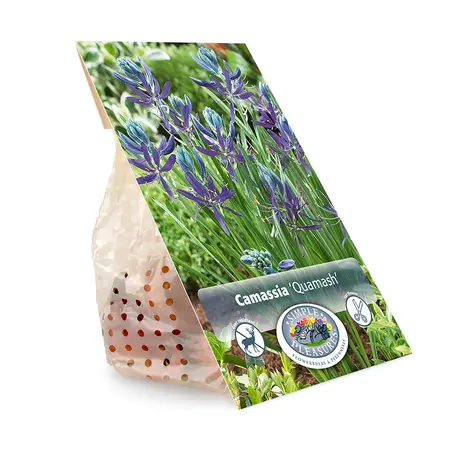 Camassia Quamash | Cappers 10 x 15 - image 3