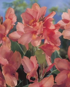Canna Apricot Frost | 25 pcs