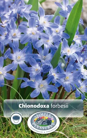 Chionodoxa Forbesii | Cappers 20 x 20 - image 1