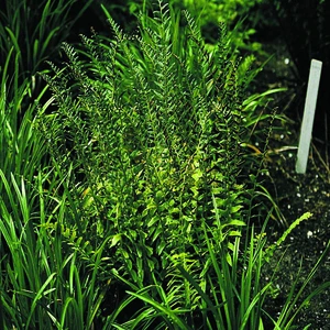 Christmas Fern | 25 pce