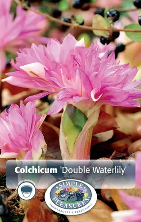 Colchicum Fall Flower Double Waterlily | 15 pce - image 1