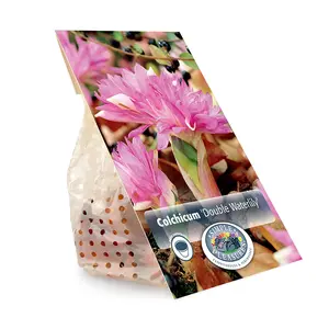 Colchicum Fall Flower Double Waterlily | 15 pce - image 3