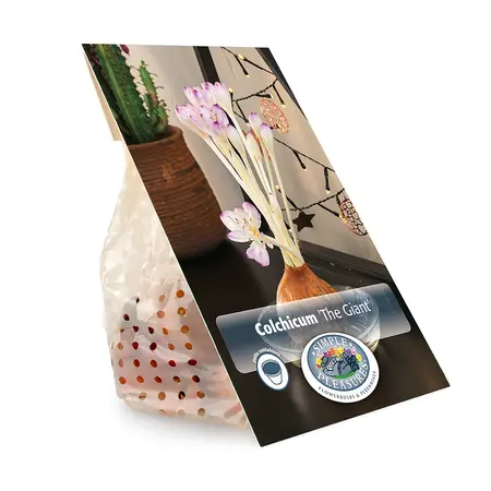 Colchicum Fall Flower The Giant | 15 pcs - image 3