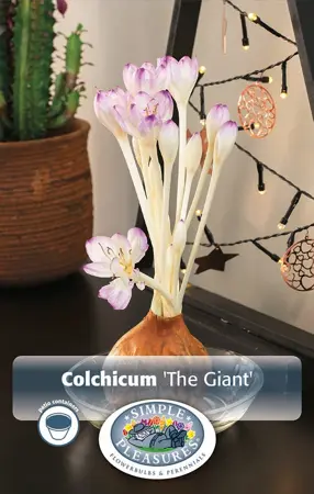 Colchicum Fall Flower The Giant | 25 pce - image 1