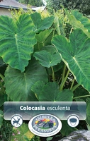 Colocasia