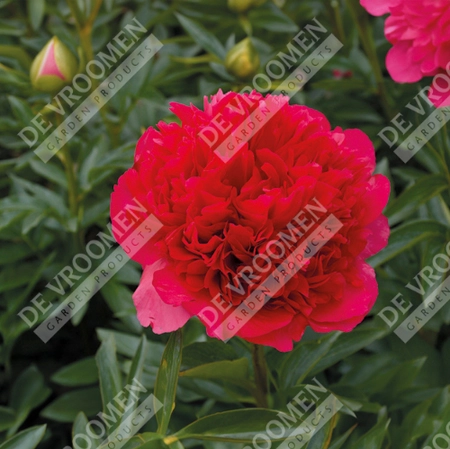 Paeonia Command Performance | 15 pcs