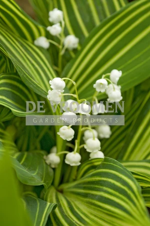 Convallaria Albostriata | 25 pce