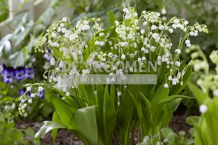 Convallaria majalis | 150 pce