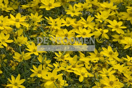 Coreopsis Zagreb | 25 pce