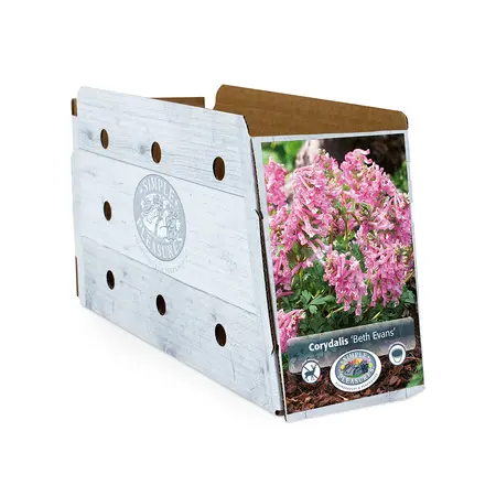 Corydalis Solida Beth Evans | Cappers 10 x 20 - image 2