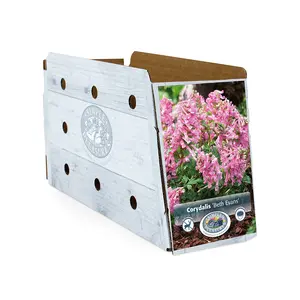 Corydalis Solida Beth Evans | Cappers 10 x 20 - image 2