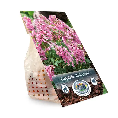 Corydalis Solida Beth Evans | Cappers 10 x 20 - image 3