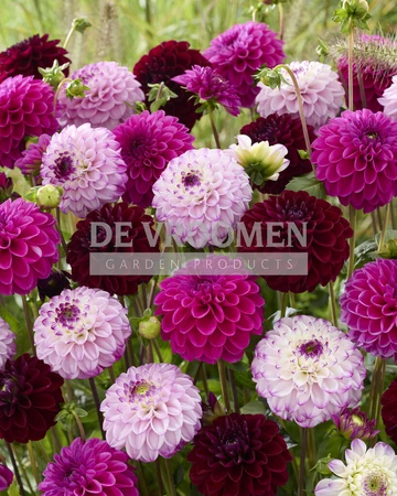Country Side Blend NEW | Capper 16 x 3