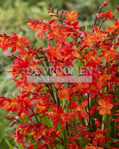 Crocosmia Carmine Brilliant NEW | Capper 15 x 8