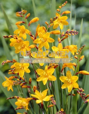 Crocosmia Columbus NEW | Capper 15 x 8