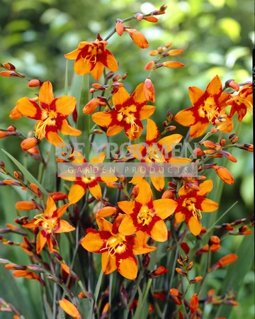 Crocosmia Emily McKenzie | 2500 pce