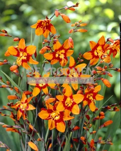 Crocosmia Emily McKenzie | 2500 pce