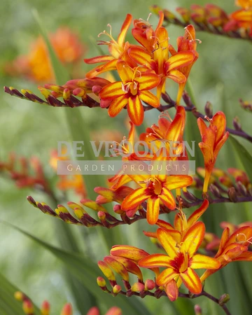 Crocosmia Fire Starter | 25 pce