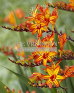 Crocosmia Fire Starter | 1000 pce