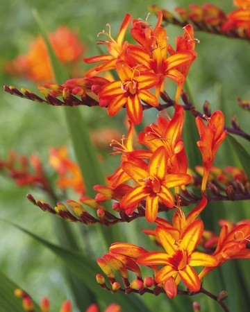 Crocosmia Firestars Hotspot | 25 pcs