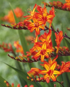 Crocosmia Firestars Hotspot | 25 pcs