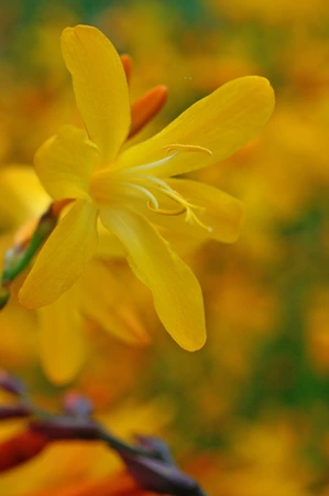 Crocosmia George Davidson | 2500 pce