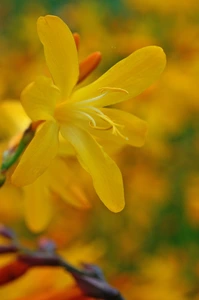 Crocosmia George Davidson | 2500 pce