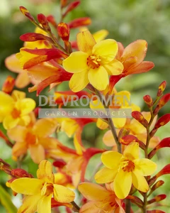 Crocosmia Harlequin PBR | 1000 pce