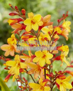 Crocosmia Harlequin PBR | Capper 15 x 5