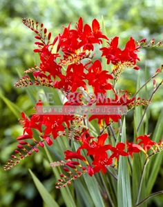 Crocosmia Lucifer | 1000 pce
