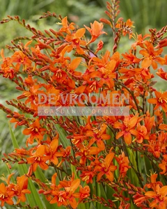 Crocosmia masoniorum NEW | Capper 15 x 8