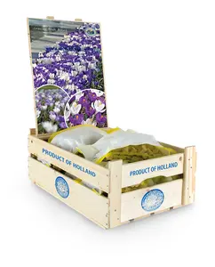 Crocus Blend Blue | Bags 40 x 30 - image 2