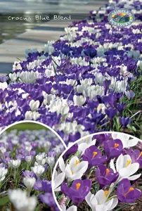 Crocus Blend Blue | Bags 40 x 30