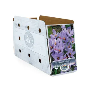 Crocus Fall Flowering Sativus (Corsinii) - Safran | Cappers 10 x 15 - image 2