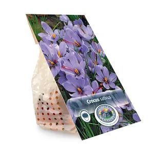 Crocus Fall Flowering Sativus (Corsinii) - Safran | Cappers 10 x 15 - image 3
